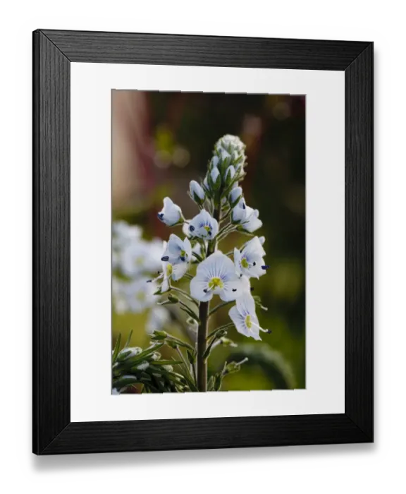 Framed Print : Thyme-leaved Speedwell (Veronica serpyllifolia) flowering, Powys, Wales, May