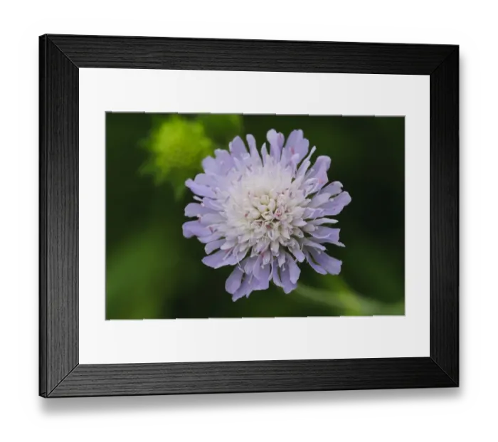 Framed Print : Small Scabious (Scabiosa columbaria) close-up of flower, Crossness Nature Reserve, Bexley, Kent, England, June Framed Print : Small Scabious (Scabiosa columbaria) close-up of flower, Crossness Nature Reserve, Bexley, Kent, England, June