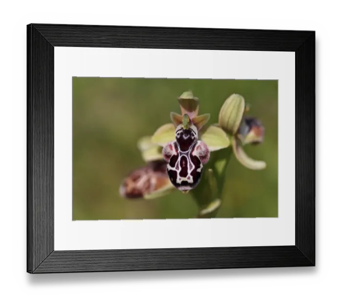 Framed Print : Cyprus Bee Orchid (Ophrys kotschyi) close-up of flower, Cyprus, march Framed Print : Cyprus Bee Orchid (Ophrys kotschyi) close-up of flower, Cyprus, march