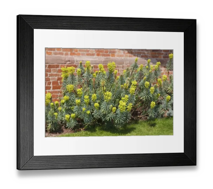 Framed Print : Large Mediterranean Spurge (Euphorbia characias) John Tomlinson, flowering, growing beside brick wall in garden, Powys Framed Print : Large Mediterranean Spurge (Euphorbia characias) John Tomlinson, flowering, growing beside brick wall in garden, Powys