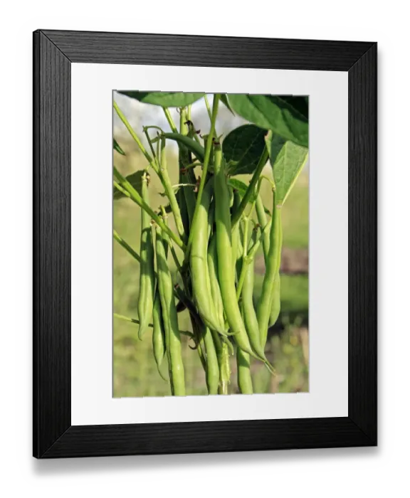 Framed Print : Dwarf French Bean (Phaseolus vulgaris) Safari, close-up of ripe pods, growing in garden vegetable plot, Bacton Framed Print : Dwarf French Bean (Phaseolus vulgaris) Safari, close-up of ripe pods, growing in garden vegetable plot, Bacton