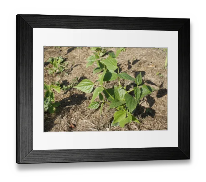 Framed Print : Dwarf French Bean (Phaseolus vulgaris) Safari, growing in garden vegatable plot, Bacton, Suffolk, England, july Framed Print : Dwarf French Bean (Phaseolus vulgaris) Safari, growing in garden vegatable plot, Bacton, Suffolk, England, july