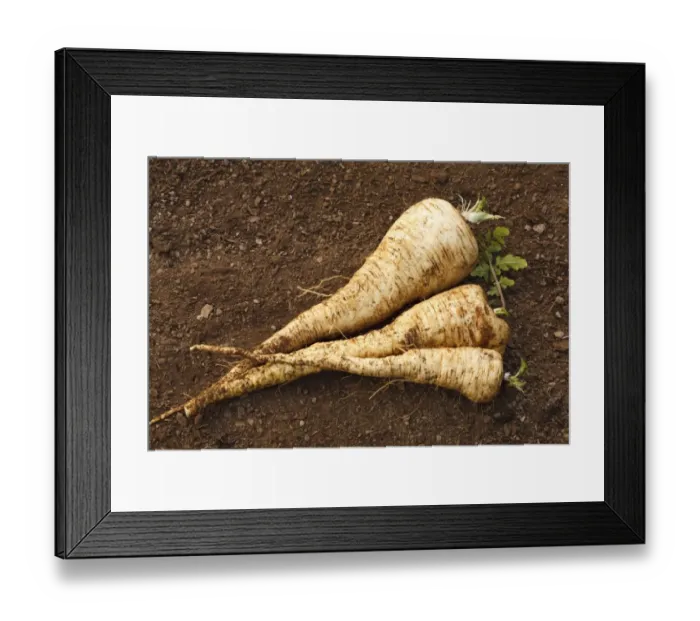 Framed Print : Parsnip (Pastinaca sativa) Javelin F1 variety, freshly dug roots, Powys, Wales, January Framed Print : Parsnip (Pastinaca sativa) Javelin F1 variety, freshly dug roots, Powys, Wales, January