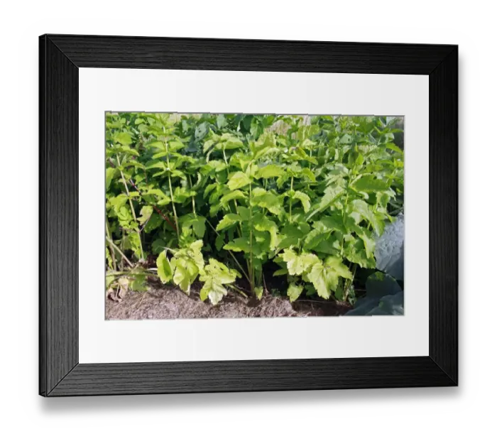 Framed Print : Parsnip (Pastinaca sativa) crop, growing in garden vegetable plot, Bacton, Suffolk, England, august Framed Print : Parsnip (Pastinaca sativa) crop, growing in garden vegetable plot, Bacton, Suffolk, England, august