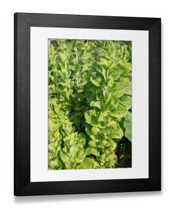 Framed Print : Lettuce (Lactuca sativa) Little Gem, bolting and flowering, in garden vegetable plot, Bacton, Suffolk, England, august Framed Print : Lettuce (Lactuca sativa) Little Gem, bolting and flowering, in garden vegetable plot, Bacton, Suffolk, England, august