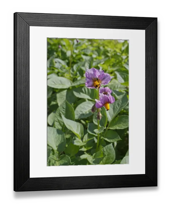 Framed Print : Potato (Solanum tuberosum) Maris Peer, flowering, growing in garden vegetable plot, Bacton, Suffolk, England, july Framed Print : Potato (Solanum tuberosum) Maris Peer, flowering, growing in garden vegetable plot, Bacton, Suffolk, England, july