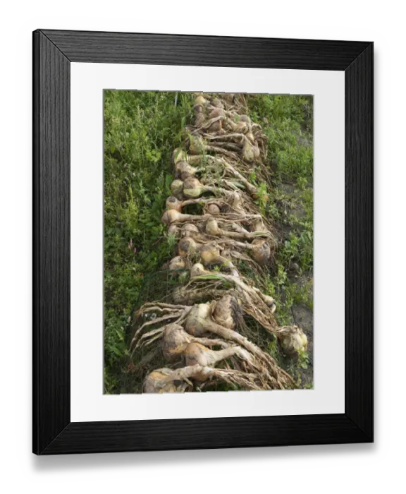 Framed Print : Onion (Allium cepa) bulbs, freshly harvested and drying out in urban allotment, Norfolk, England, August Framed Print : Onion (Allium cepa) bulbs, freshly harvested and drying out in urban allotment, Norfolk, England, August