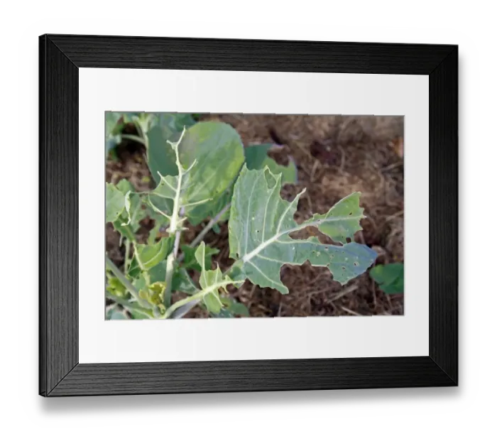 Framed Print : Brussels Sprout (Brassica oleracea) crop, close-up of leaf with Large White Butterfly (Pieris brassicae) Framed Print : Brussels Sprout (Brassica oleracea) crop, close-up of leaf with Large White Butterfly (Pieris brassicae)