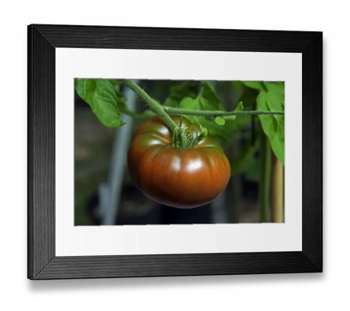 Framed Print : Tomato (Solanum sp. ) Black Russian, close-up of fruit, growing in greenhouse, Buckinghamshire, England, august Framed Print : Tomato (Solanum sp. ) Black Russian, close-up of fruit, growing in greenhouse, Buckinghamshire, England, august
