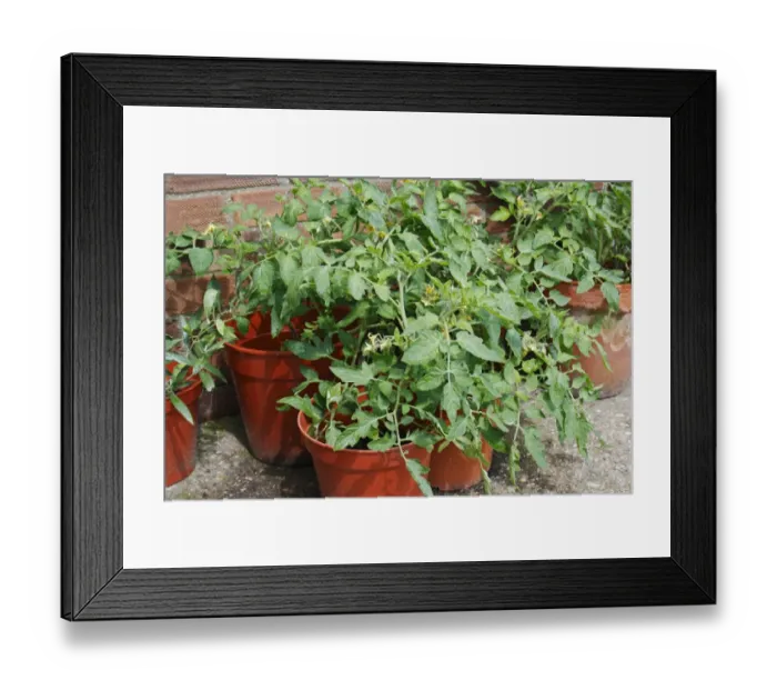 Framed Print : Tomato (Solanum sp. ) flowering, growing in pots on garden patio, Bacton, Suffolk, England, july Framed Print : Tomato (Solanum sp. ) flowering, growing in pots on garden patio, Bacton, Suffolk, England, july