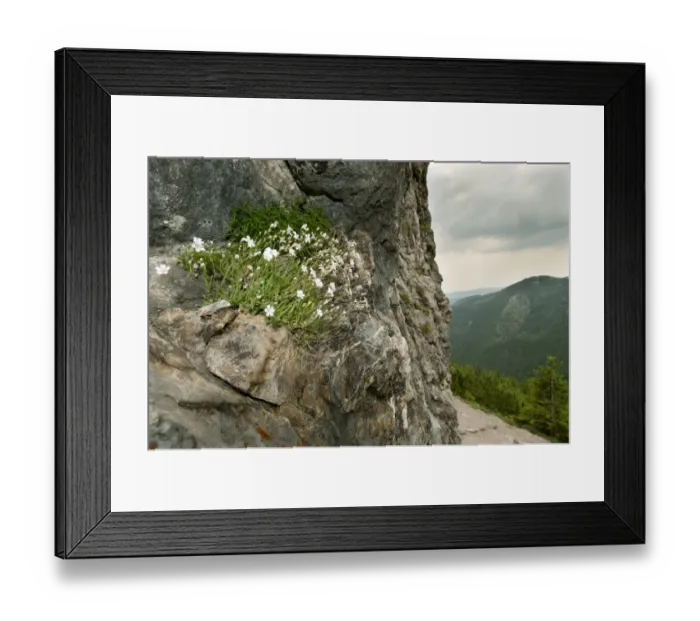 Framed Print : Alpine Gypsophila (Gypsophila repens) flowering, growing on rockface in mountain habitat, Tatra Mountains