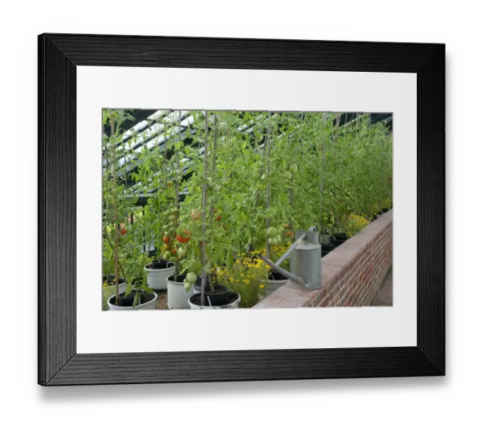 Framed Print : Tomato (Solanum sp. ) crop, with ripening fruit, growing in garden greenhouse, Suffolk, England, August Framed Print : Tomato (Solanum sp. ) crop, with ripening fruit, growing in garden greenhouse, Suffolk, England, August