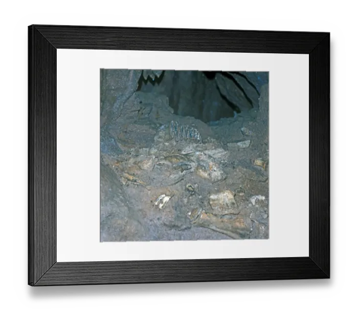 Framed Print : Fossils Showing tooth of Baby Straight tusked Elephant / William Pengell cave