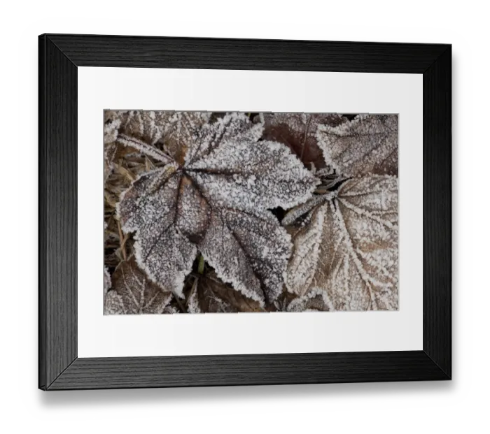 Framed Print : Frost crystals on fallen leaves, Sheffield, South Yorkshire, England, January