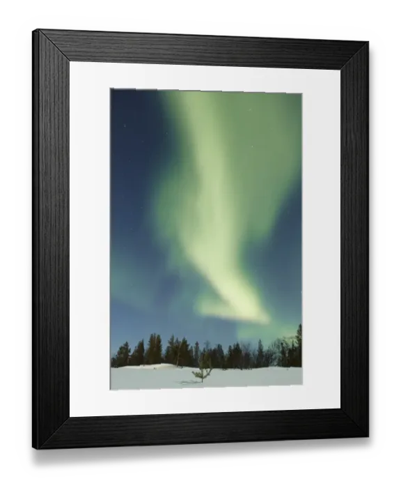 Framed Print : Aurora Borealis, over snow covered coniferous forest at night, Northern Finland, March