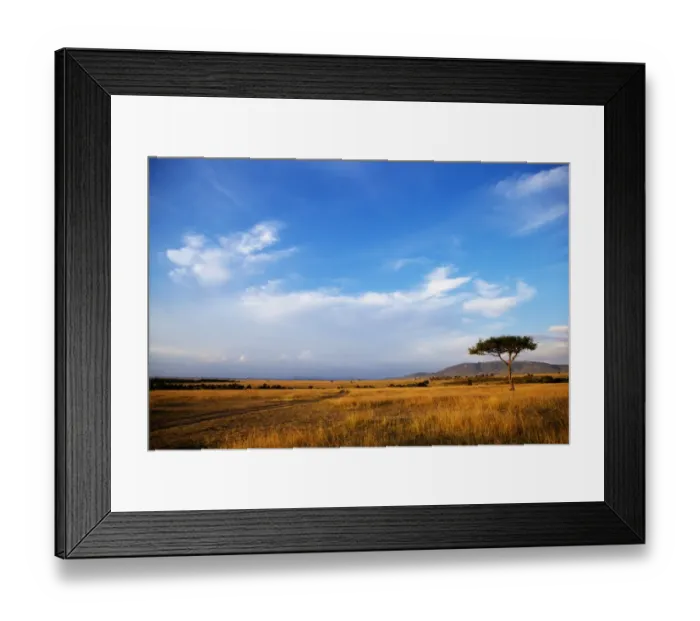 Framed Print : View of grassland habitat and acacia tree, Masai Mara, Kenya, August Framed Print : View of grassland habitat and acacia tree, Masai Mara, Kenya, August