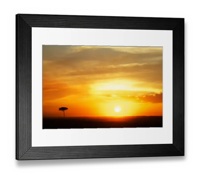 Framed Print : View of grassland habitat and acacia tree silhouetted at sunset, Masai Mara, Kenya, August Framed Print : View of grassland habitat and acacia tree silhouetted at sunset, Masai Mara, Kenya, August