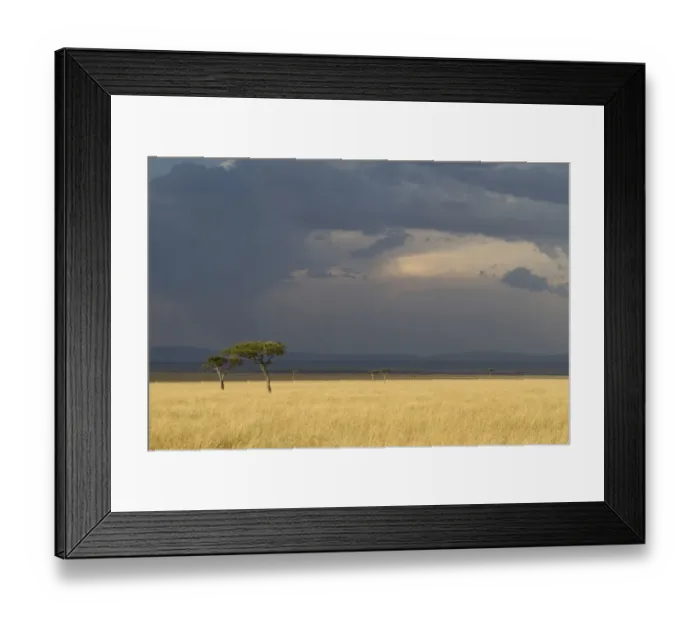 Framed Print : View of savannah habitat with acacia trees and approaching thunderstorm, Masai Mara, Kenya, August Framed Print : View of savannah habitat with acacia trees and approaching thunderstorm, Masai Mara, Kenya, August