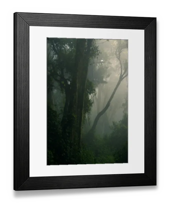 Framed Print : Interior of misty tropical montane forest habitat, Nyungwe Forest N. P. Albertine Rift, Rwanda, october Framed Print : Interior of misty tropical montane forest habitat, Nyungwe Forest N. P. Albertine Rift, Rwanda, october