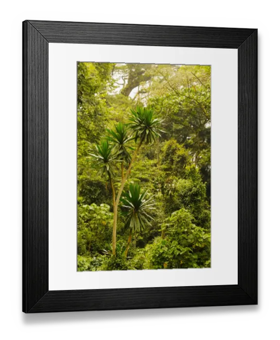 Framed Print : Interior of tropical montane forest habitat, Nyungwe Forest N. P. Albertine Rift, Rwanda, march Framed Print : Interior of tropical montane forest habitat, Nyungwe Forest N. P. Albertine Rift, Rwanda, march