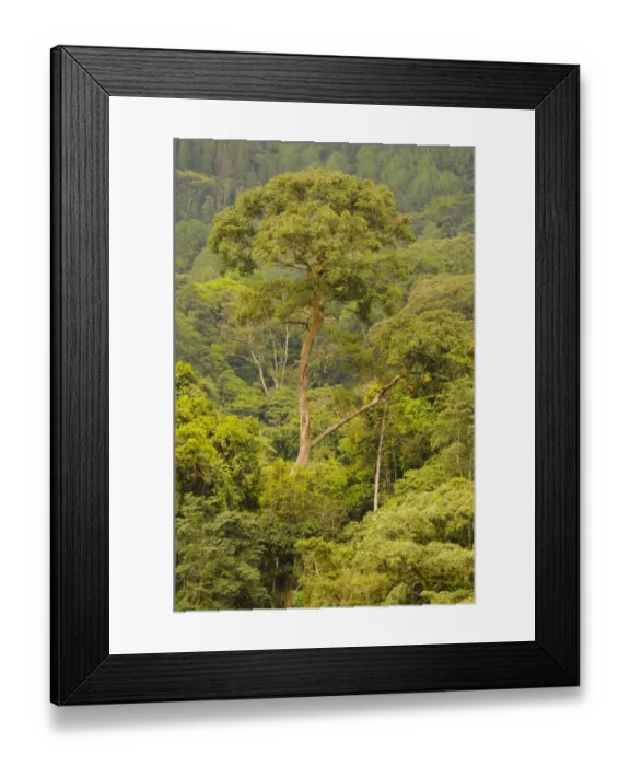 Framed Print : View of tropical montane forest habitat, Nyungwe Forest N. P. Albertine Rift, Rwanda, march Framed Print : View of tropical montane forest habitat, Nyungwe Forest N. P. Albertine Rift, Rwanda, march