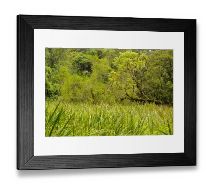 Framed Print : View of swamp in forest habitat, Kahuzi-Biega N. P. Kivu Region, Democratic Republic of Congo, november