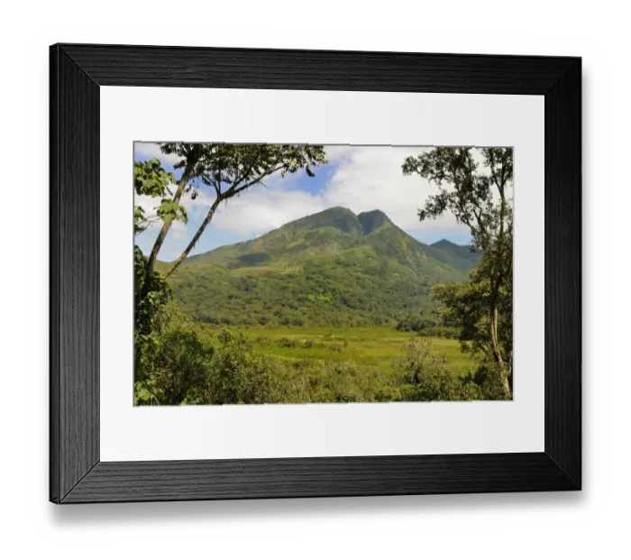 Framed Print : View of quiescent volcano emerging from swamp and bamboo forest habitat, Mount Kahuzi, Kahuzi-Biega N. P