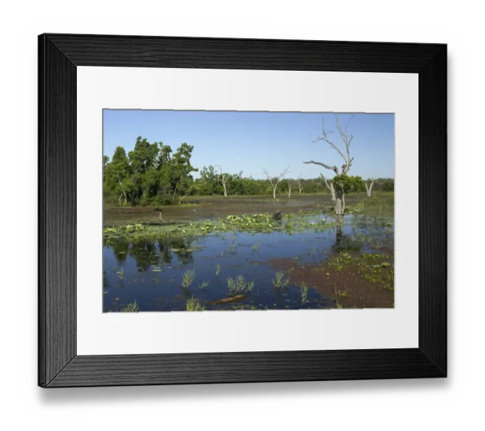 Framed Print : View of lake habitat with dead trees, Brazos Bend State Park, Texas, U. S. A. april Framed Print : View of lake habitat with dead trees, Brazos Bend State Park, Texas, U. S. A. april