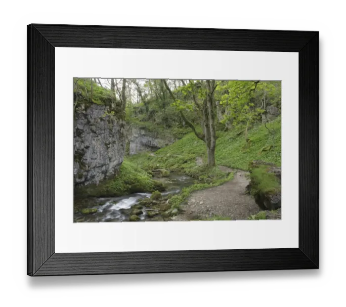 Framed Print : Path beside river, Ramsons (Allium ursinum) flowering and Sycamore (Acer pseudoplatanus), Janets Foss, Gordale Beck Framed Print : Path beside river, Ramsons (Allium ursinum) flowering and Sycamore (Acer pseudoplatanus), Janets Foss, Gordale Beck