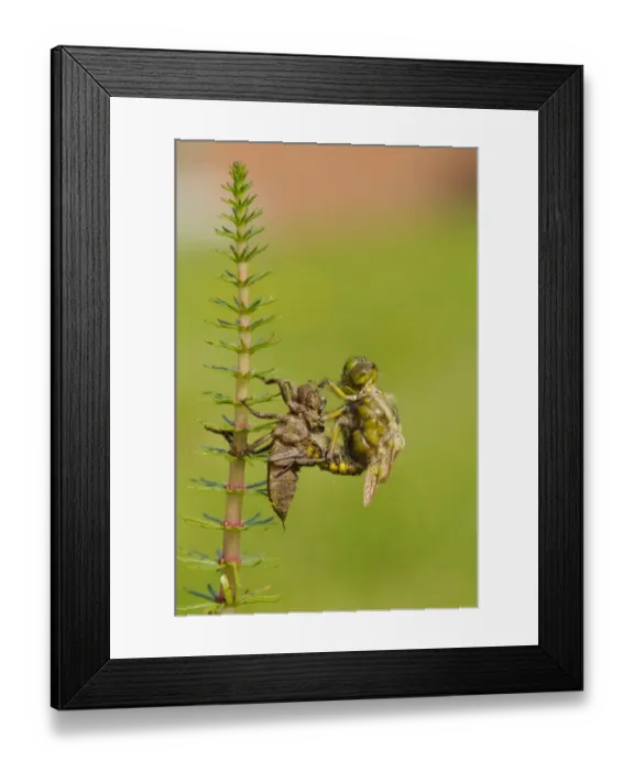 Framed Print : Broad-bodied Chaser (Libellula depressa) adult, emerging from larval skin, expanding wings, Oxfordshire, England, May Framed Print : Broad-bodied Chaser (Libellula depressa) adult, emerging from larval skin, expanding wings, Oxfordshire, England, May
