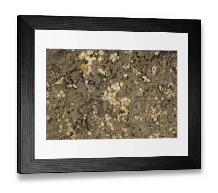 Framed Print : Kellyclam (Lasaea rubra) group, under boulder on beach, Kimmeridge Bay, Isle of Purbeck, Dorset, England, august Framed Print : Kellyclam (Lasaea rubra) group, under boulder on beach, Kimmeridge Bay, Isle of Purbeck, Dorset, England, august