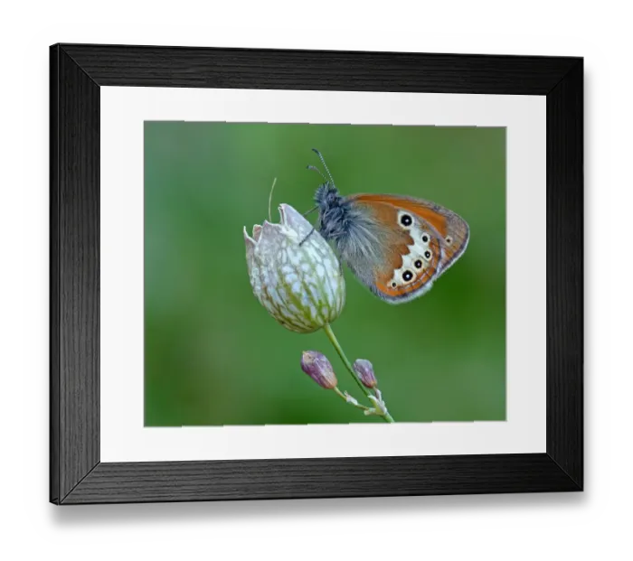Framed Print : Darwins Heath (Coenonympha darwiniana) adult, resting on flowerhead, Italy, july Framed Print : Darwins Heath (Coenonympha darwiniana) adult, resting on flowerhead, Italy, july