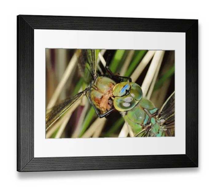 Framed Print : Emperor Dragonfly (Anax imperator) adult male, close-up of head, feeding on another of same species Framed Print : Emperor Dragonfly (Anax imperator) adult male, close-up of head, feeding on another of same species