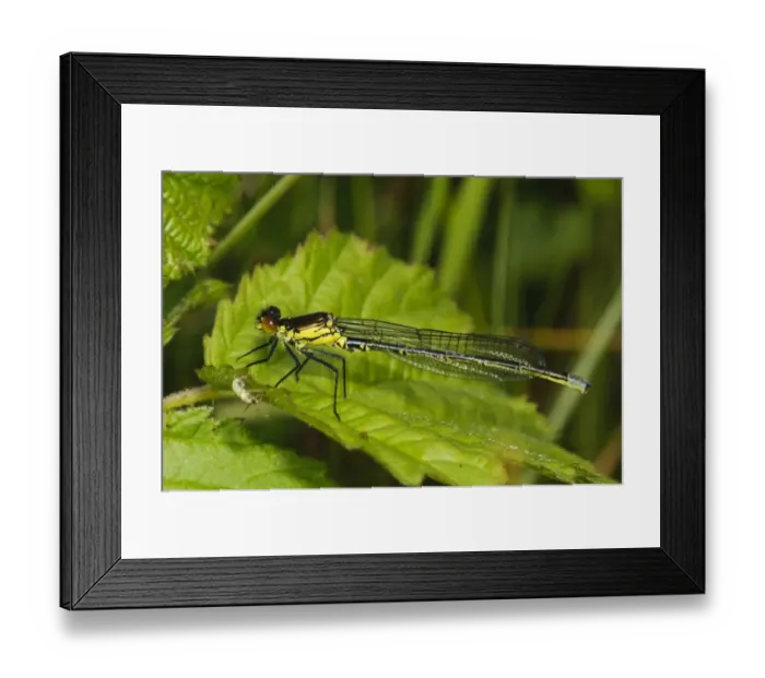 Framed Print : Red-eyed Damselfly (Erythromma najas) immature male, resting on Stinging Nettle (Urtica dioica) leaf Framed Print : Red-eyed Damselfly (Erythromma najas) immature male, resting on Stinging Nettle (Urtica dioica) leaf