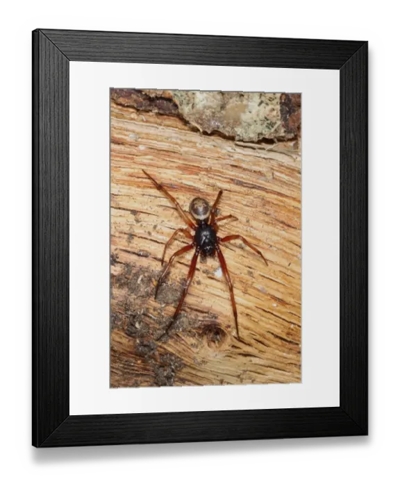 Framed Print : False Widow Spider (Steatoda nobilis) introduced species, adult, on log pile, Poole, Dorset, England, September Framed Print : False Widow Spider (Steatoda nobilis) introduced species, adult, on log pile, Poole, Dorset, England, September