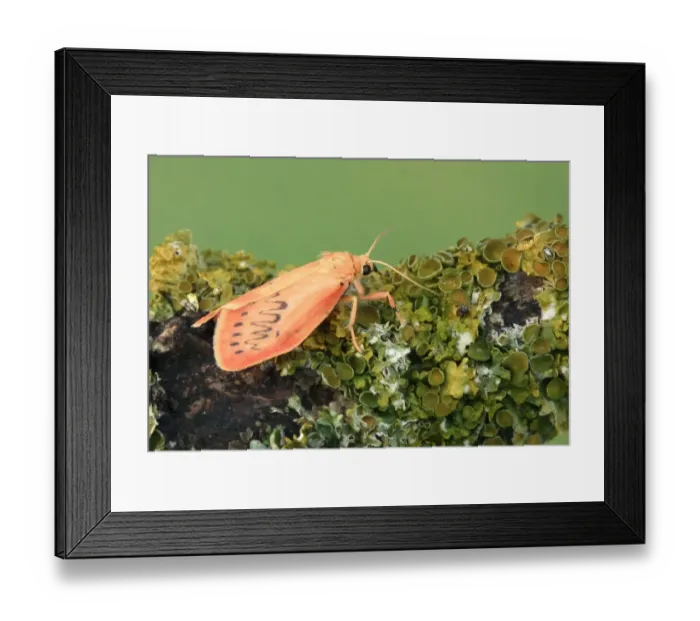 Framed Print : Rosy Footman (Miltochrista miniata) adult, resting on lichen covered twig, Italy, july Framed Print : Rosy Footman (Miltochrista miniata) adult, resting on lichen covered twig, Italy, july