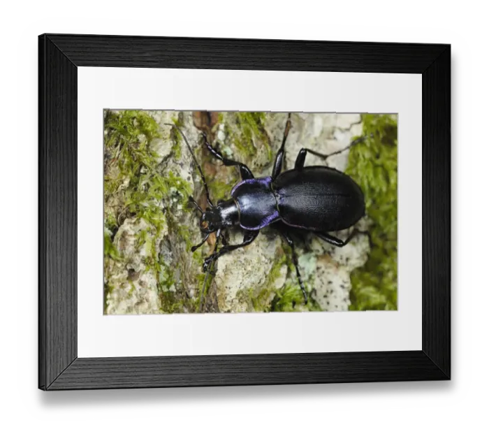 Framed Print : Violet Ground Beetle (Carabus violaceus) adult, on bark in ancient woodland, Gelli Hir Wood, Gower Peninsula Framed Print : Violet Ground Beetle (Carabus violaceus) adult, on bark in ancient woodland, Gelli Hir Wood, Gower Peninsula