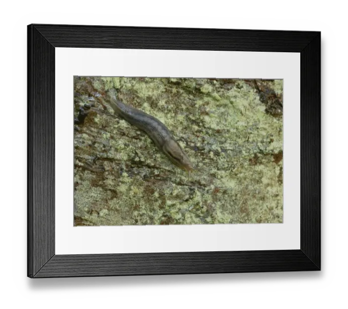 Framed Print : Tree Slug (Limax marginatus) adult, on damp tree trunk, Norfolk, England, September Framed Print : Tree Slug (Limax marginatus) adult, on damp tree trunk, Norfolk, England, September