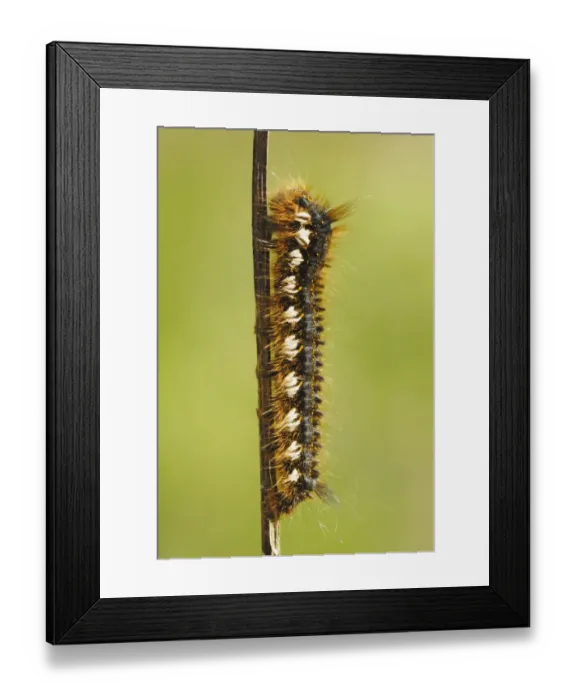 Framed Print : Drinker Moth (Euthrix potatoria) caterpillar, on stem in coastal sand dune system, Pembrey Country Park