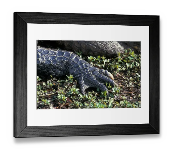 Framed Print : American Alligator (Alligator mississippiensis) Close up of claws, Florida Framed Print : American Alligator (Alligator mississippiensis) Close up of claws, Florida