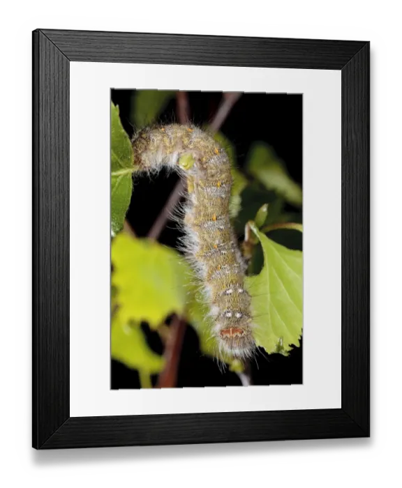 Framed Print : December Moth (Poecilocampa populi) final instar larva, feeding on birch leaves, Powys, Wales, April