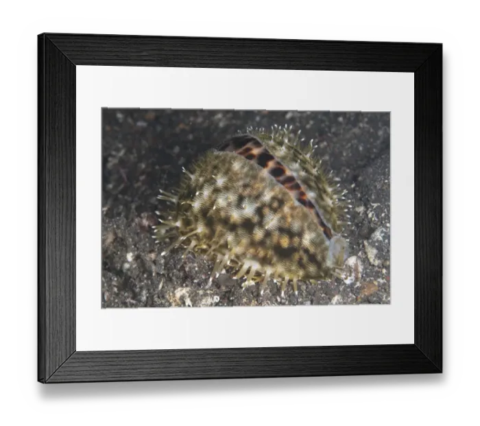 Framed Print : Tiger Cowrie (Cypraea tigris) adult, on black sand at night, Lembeh Straits, Sulawesi, Sunda Islands, Indonesia Framed Print : Tiger Cowrie (Cypraea tigris) adult, on black sand at night, Lembeh Straits, Sulawesi, Sunda Islands, Indonesia