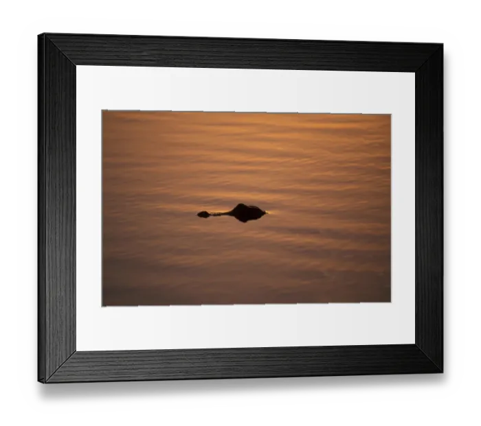 Framed Print : Alligator (Alligator mississippiensis) In the glow of the setting sun