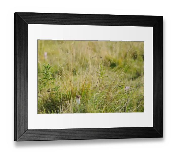 Framed Print : Stoat (Mustela erminea) adult, standing amongst vegetation, Italian Alps, Italy, september