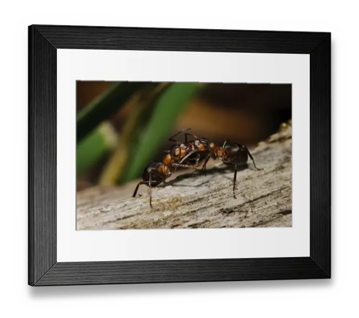 Framed Print : Southern Wood Ant (Formica rufa) two adults, passing chemical messages via trophallaxis