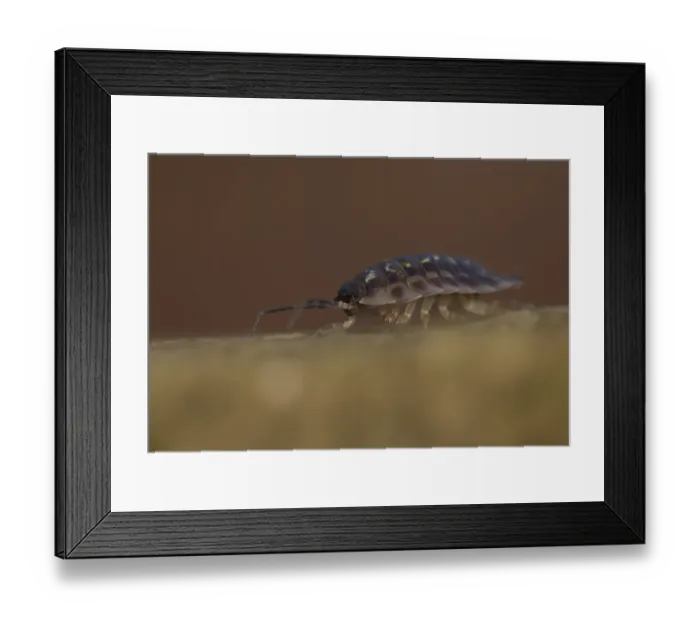 Framed Print : Common Woodlouse (Oniscus asellus) adult, Sheffield, South Yorkshire, England, January Framed Print : Common Woodlouse (Oniscus asellus) adult, Sheffield, South Yorkshire, England, January