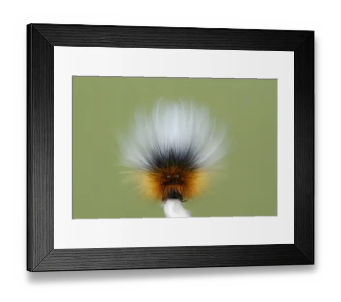 Framed Print : Garden Tiger Moth (Arctia caja) caterpillar, showing defensive false eyes, Whiteford National Nature Reserve Framed Print : Garden Tiger Moth (Arctia caja) caterpillar, showing defensive false eyes, Whiteford National Nature Reserve