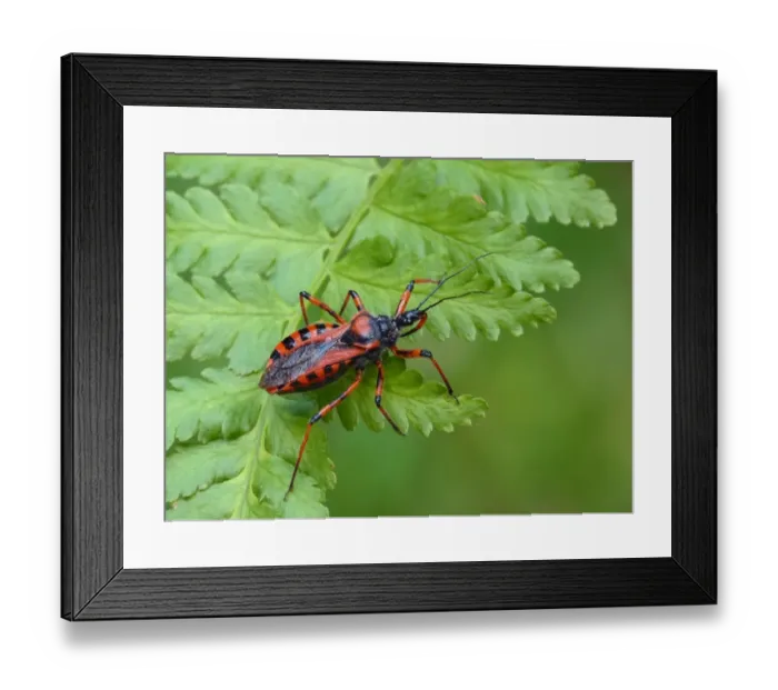 Framed Print : Red Assassin Bug (Rhynocoris iracundus) adult, resting on fern frond, Italy, july Framed Print : Red Assassin Bug (Rhynocoris iracundus) adult, resting on fern frond, Italy, july