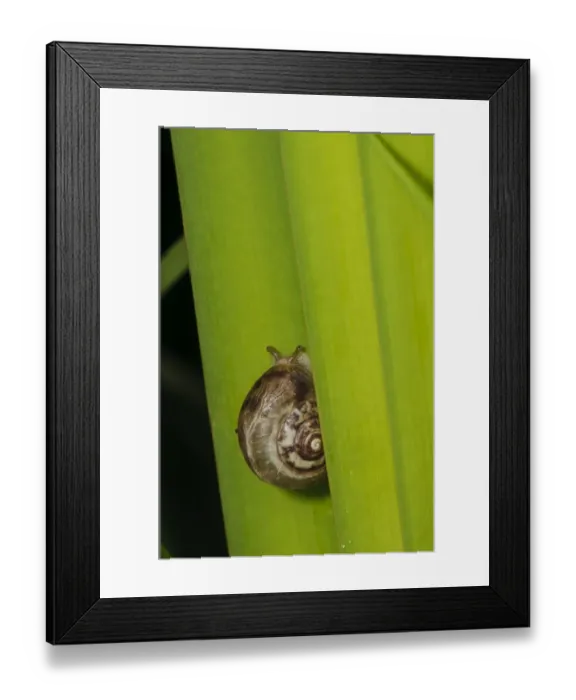 Framed Print : Kentish Snail (Monacha cantiana) adult, resting on Common Reed (Phragmites australis) leaf, Wicken Fen, Cambridgeshire