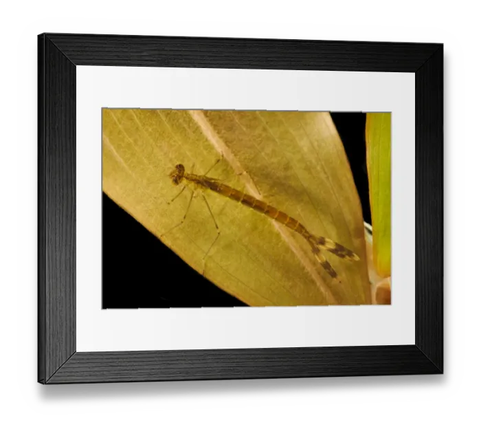 Framed Print : Emerald Damselfly (Lestes sponsa) nymph, clinging to pondweed underwater, Thursley Common National Nature Reserve Framed Print : Emerald Damselfly (Lestes sponsa) nymph, clinging to pondweed underwater, Thursley Common National Nature Reserve